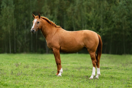 Complete preview of horses in a pasture